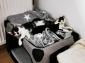Filou und Frieda